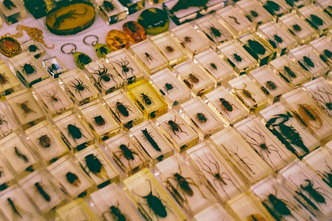 Where to Find Genuine Natural Amber Insect Fossils