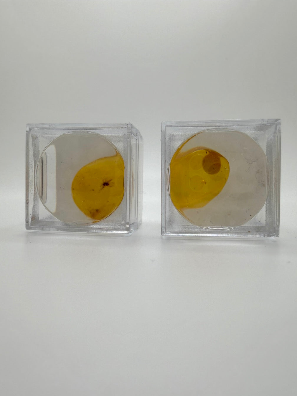 Amber Fossil Insect Inclusion | Baltic Amber Specimen | Collector Display Box with Magnifier | Rare Gift | Museum Quality