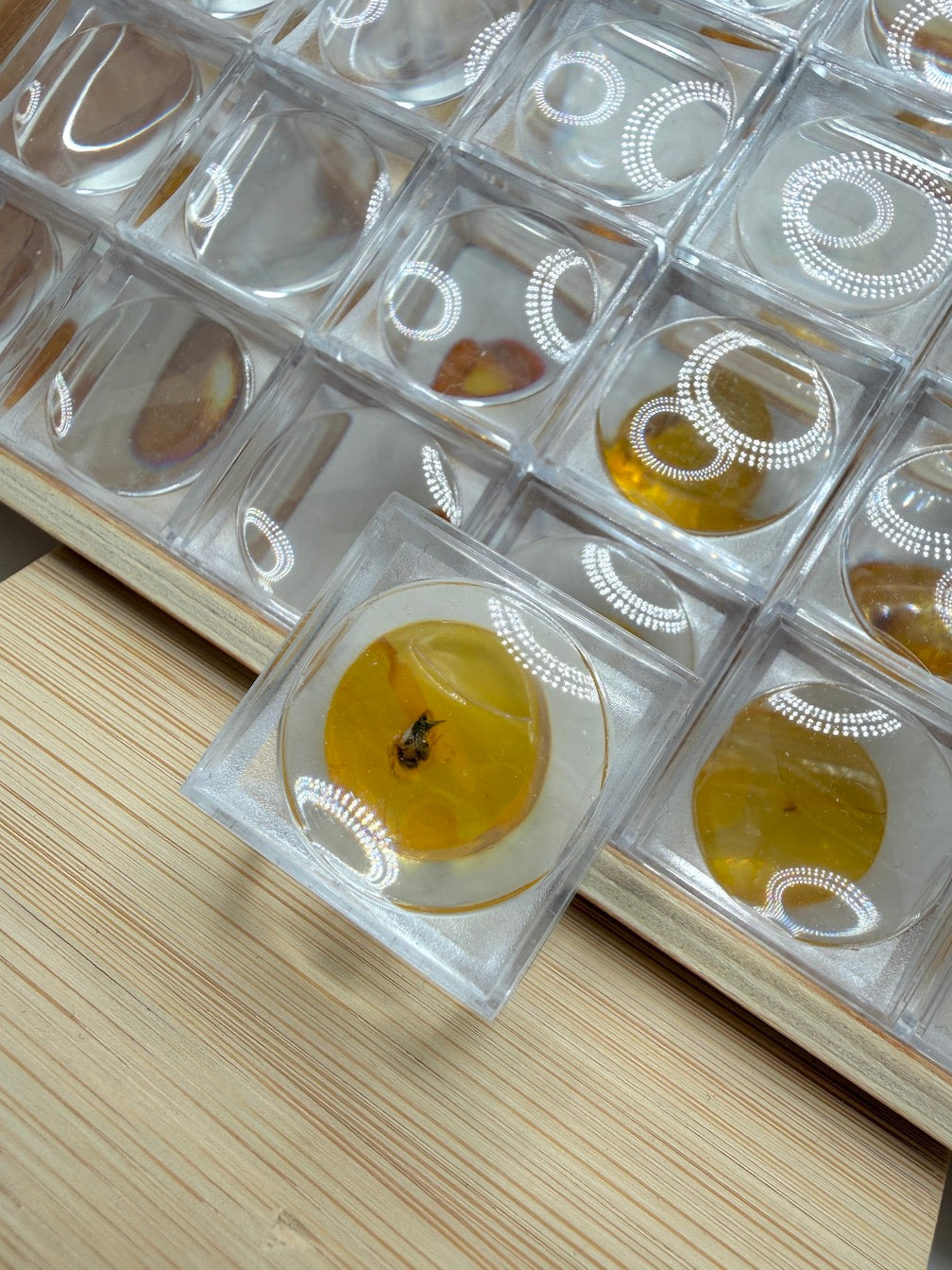 Amber Fossil Insect Inclusion | Baltic Amber Specimen | Collector Display Box with Magnifier | Rare Gift | Museum Quality