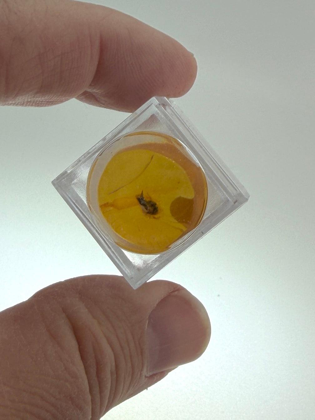 Amber Fossil Insect Inclusion | Baltic Amber Specimen | Collector Display Box with Magnifier | Rare Gift | Museum Quality