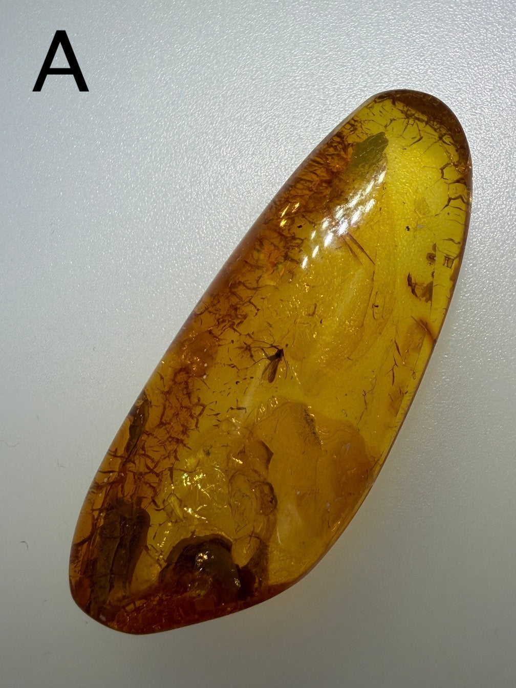 Baltic Amber Fossil Collection with Insects – Rare Mosquito & Fly Inclusions – Natural Amber Stones – One of a Kind Specimens