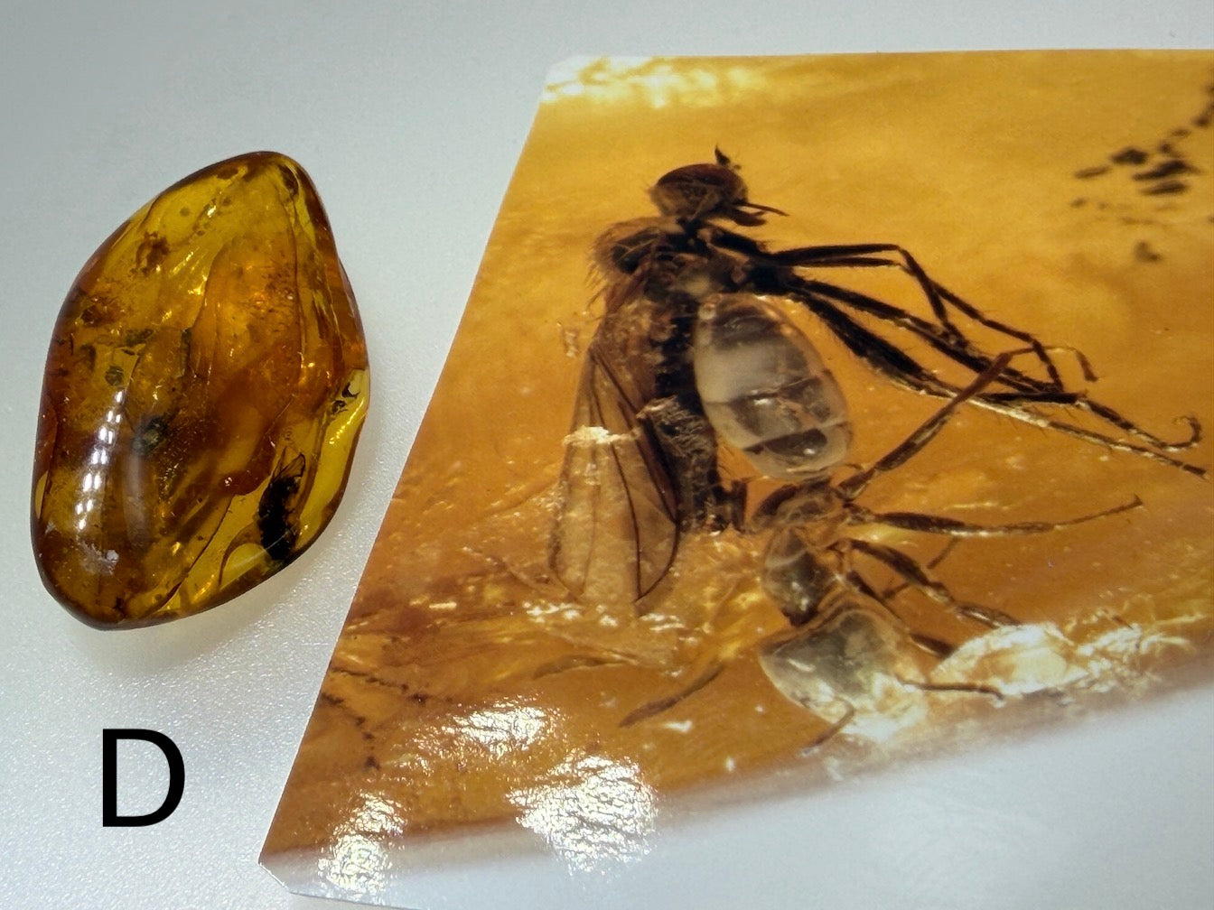 Baltic Amber Fossil Collection with Insects – Rare Mosquito & Fly Inclusions – Natural Amber Stones – One of a Kind Specimens