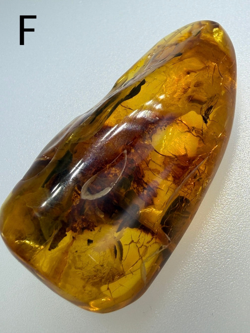 Baltic Amber Fossil Collection with Insects – Rare Mosquito & Fly Inclusions – Natural Amber Stones – One of a Kind Specimens