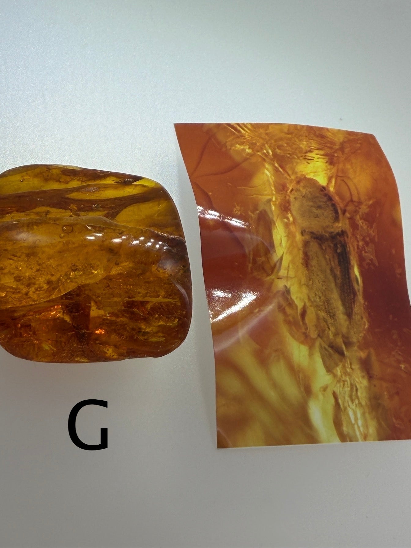 Baltic Amber Fossil Collection with Insects – Rare Mosquito & Fly Inclusions – Natural Amber Stones – One of a Kind Specimens