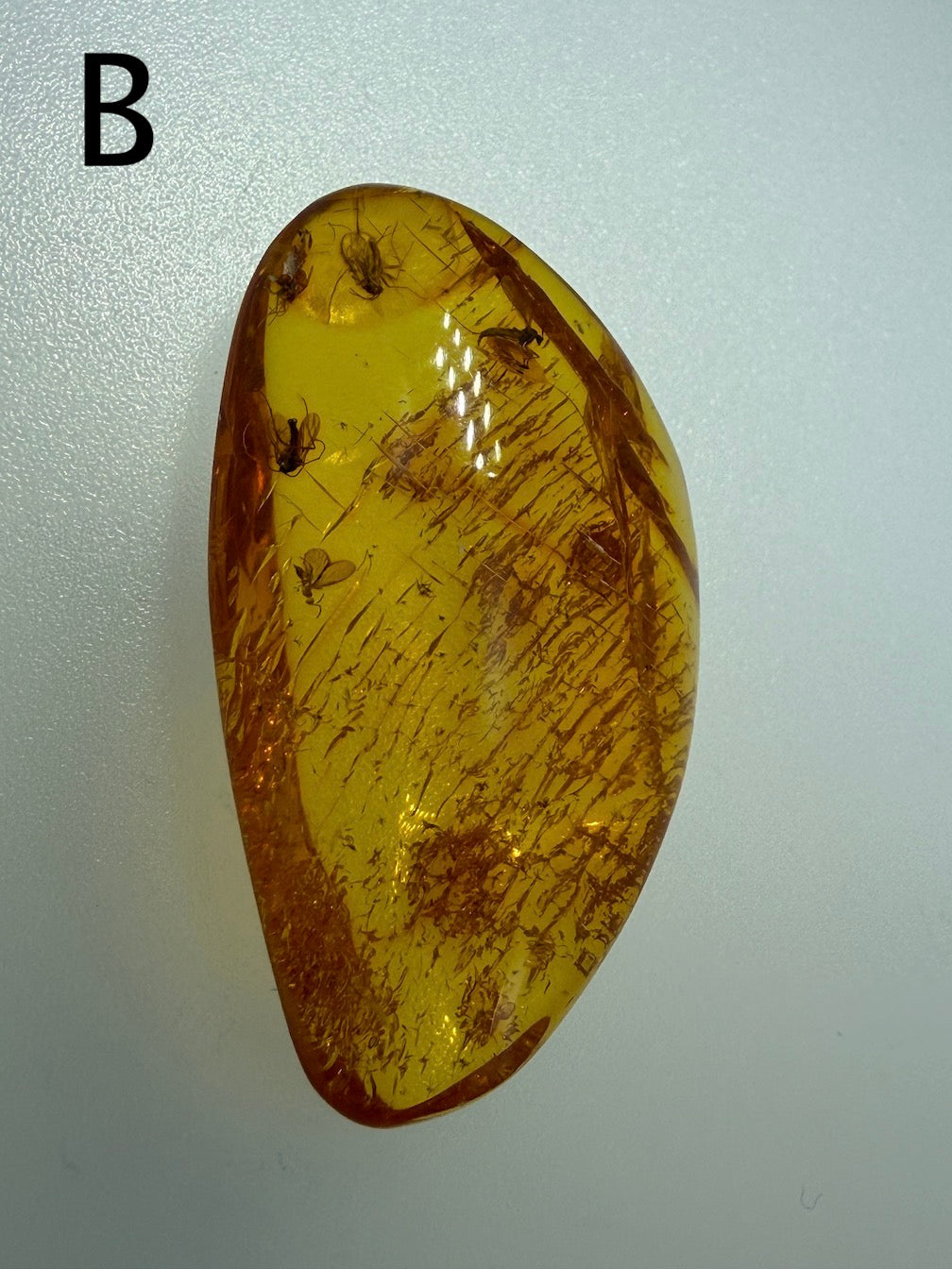 Baltic Amber Fossil Collection with Insects – Rare Mosquito & Fly Inclusions – Natural Amber Stones – One of a Kind Specimens