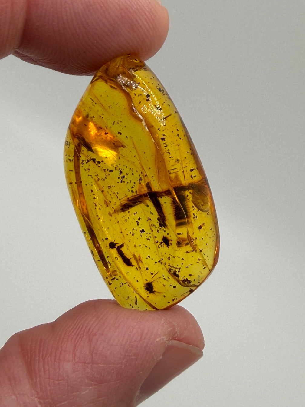 Baltic Amber Fossil Collection with Insects – Rare Mosquito & Fly Inclusions – Natural Amber Stones – One of a Kind Specimens