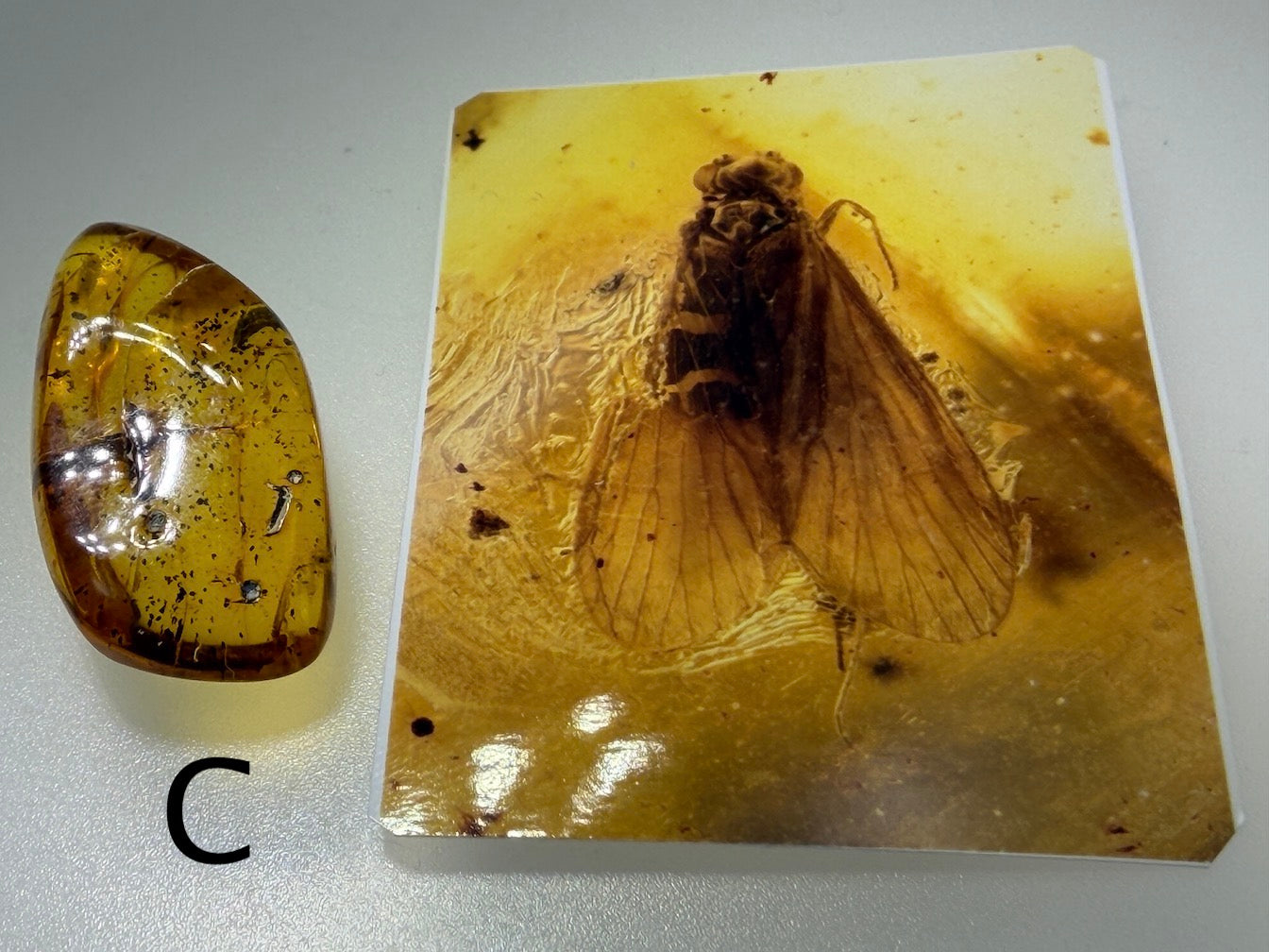 Baltic Amber Fossil Collection with Insects – Rare Mosquito & Fly Inclusions – Natural Amber Stones – One of a Kind Specimens