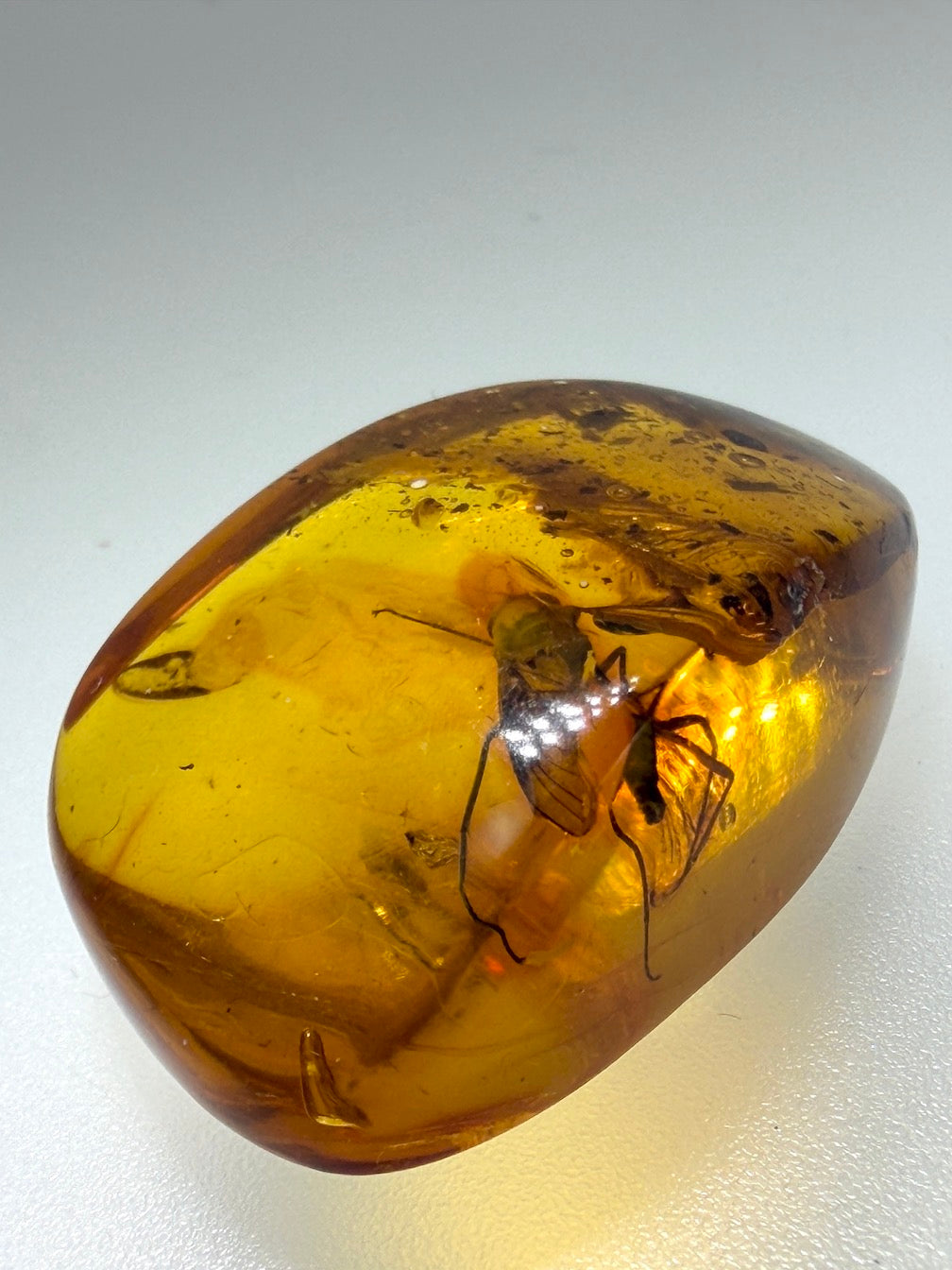 Baltic Amber Fossil Fly Inclusion – Large Fly with Perfectly Defined Wings – Museum Quality Natural Insect Inclusion – Collector Specimen