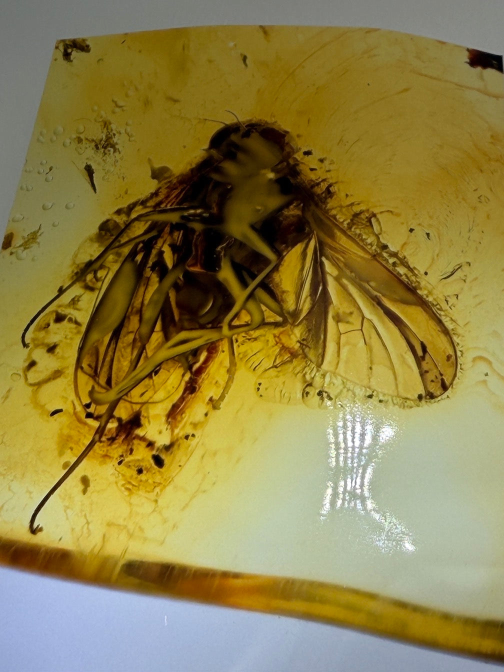 Baltic Amber Fossil Fly Inclusion Pendant – Multiple Insects – Rare Natural Inclusion Specimen – Museum Quality Amber