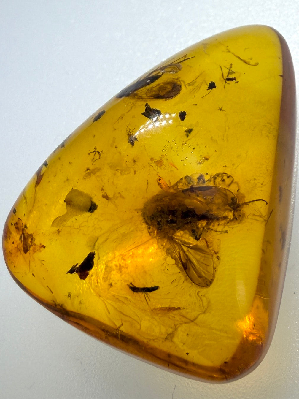 Baltic Amber Fossil Fly Inclusion Pendant – Multiple Insects – Rare Natural Inclusion Specimen – Museum Quality Amber