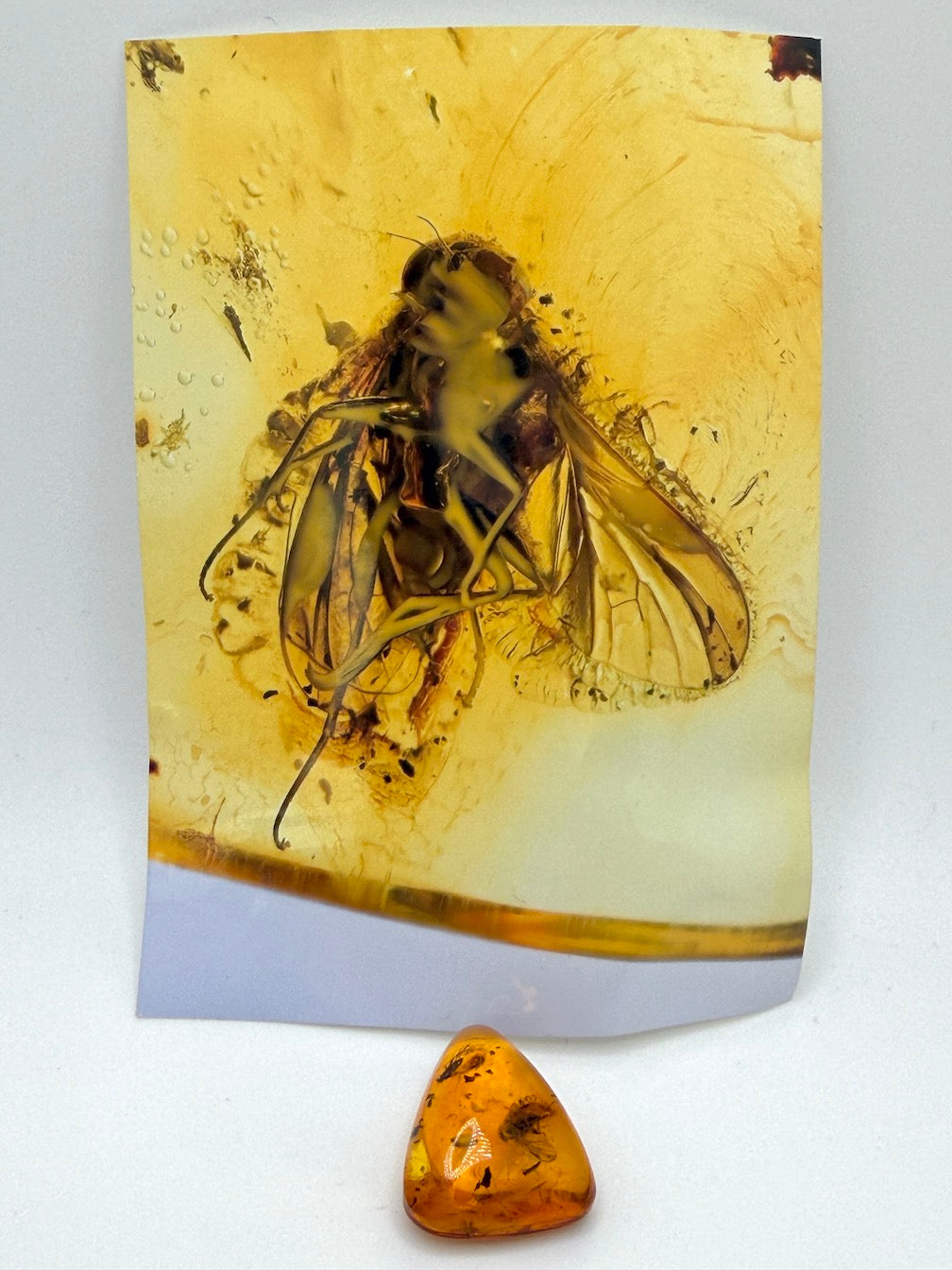 Baltic Amber Fossil Fly Inclusion Pendant – Multiple Insects – Rare Natural Inclusion Specimen – Museum Quality Amber