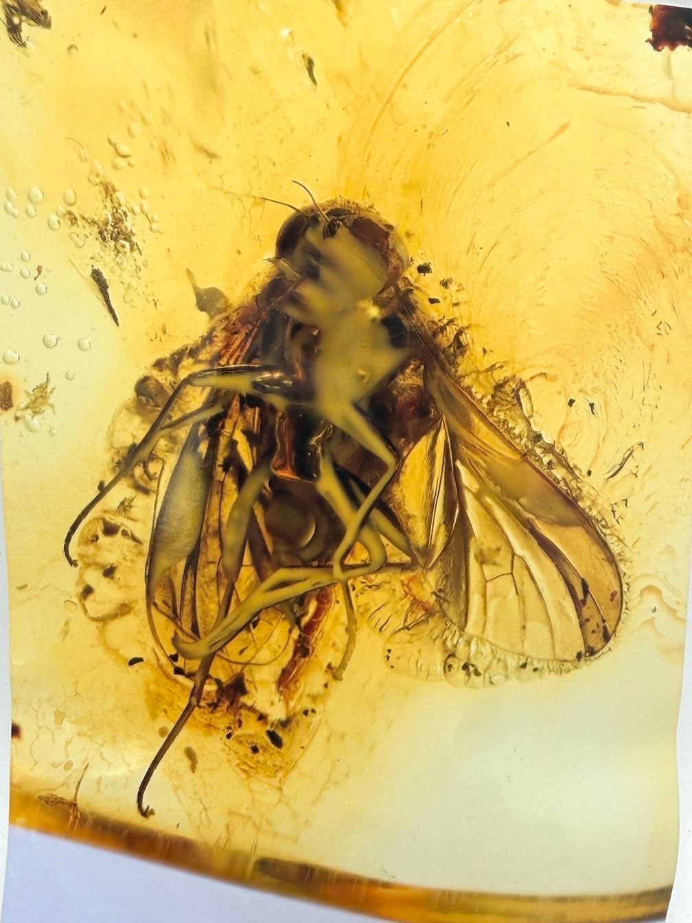 Baltic Amber Fossil Fly Inclusion Pendant – Multiple Insects – Rare Natural Inclusion Specimen – Museum Quality Amber