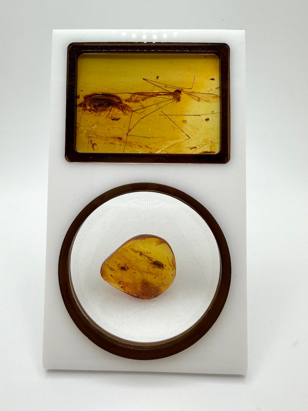 Extremely Rare Baltic Amber Insect Inclusion – Cranefly & Coleoptera Anthicidae – Museum Quality Specimen on Collector Display