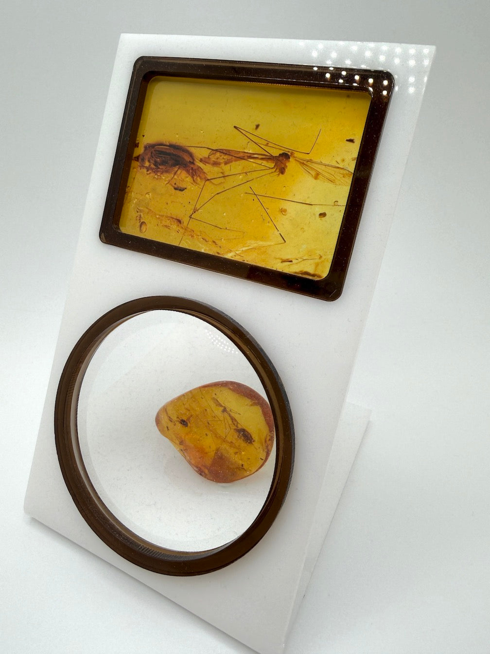 Extremely Rare Baltic Amber Insect Inclusion – Cranefly & Coleoptera Anthicidae – Museum Quality Specimen on Collector Display