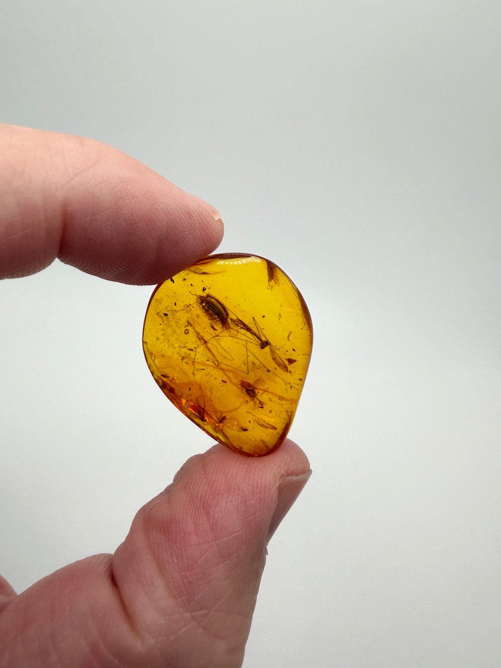Extremely Rare Baltic Amber Insect Inclusion – Cranefly & Coleoptera Anthicidae – Museum Quality Specimen on Collector Display