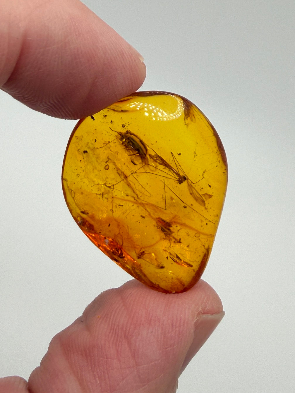Extremely Rare Baltic Amber Insect Inclusion – Cranefly & Coleoptera Anthicidae – Museum Quality Specimen on Collector Display