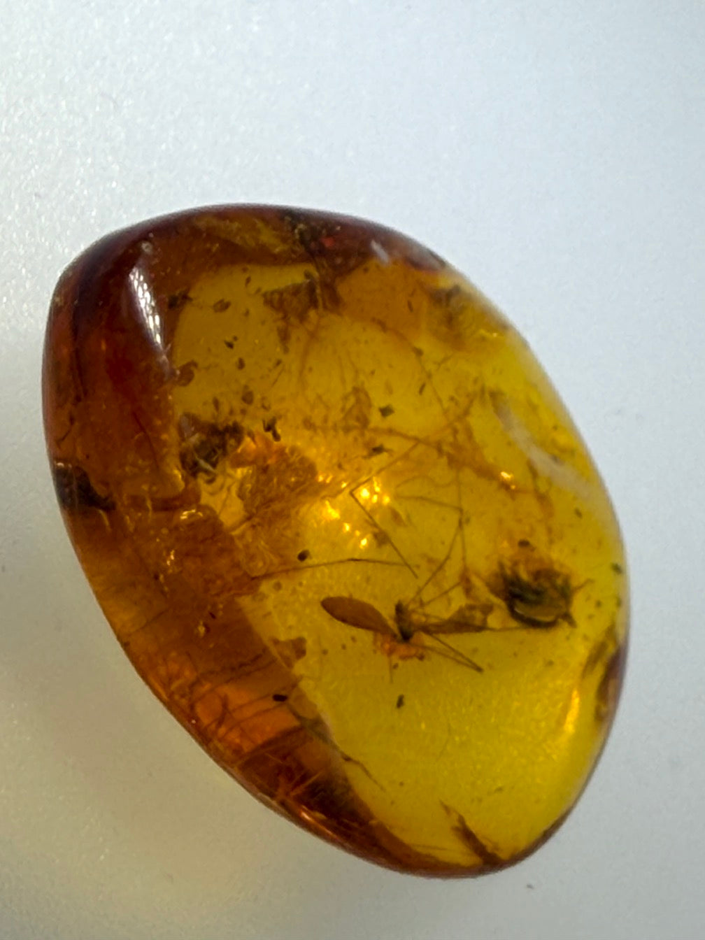 Extremely Rare Baltic Amber Insect Inclusion – Cranefly & Coleoptera Anthicidae – Museum Quality Specimen on Collector Display