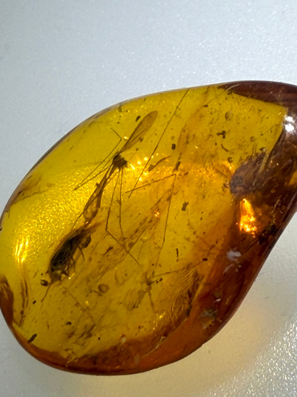Extremely Rare Baltic Amber Insect Inclusion – Cranefly & Coleoptera Anthicidae – Museum Quality Specimen on Collector Display