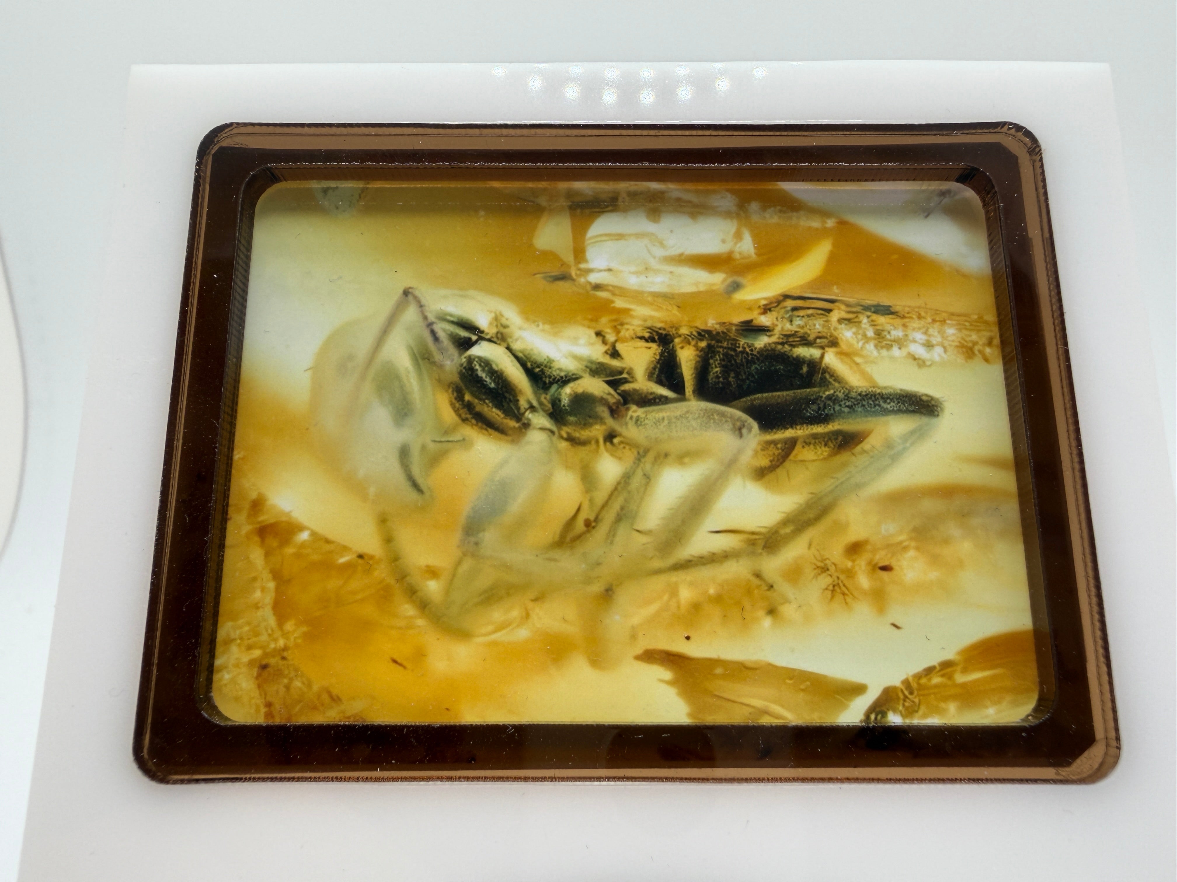 Extremely Rare Genuine Baltic Amber Hymenoptera Ant Inclusion – Museum Quality Fossil Specimen