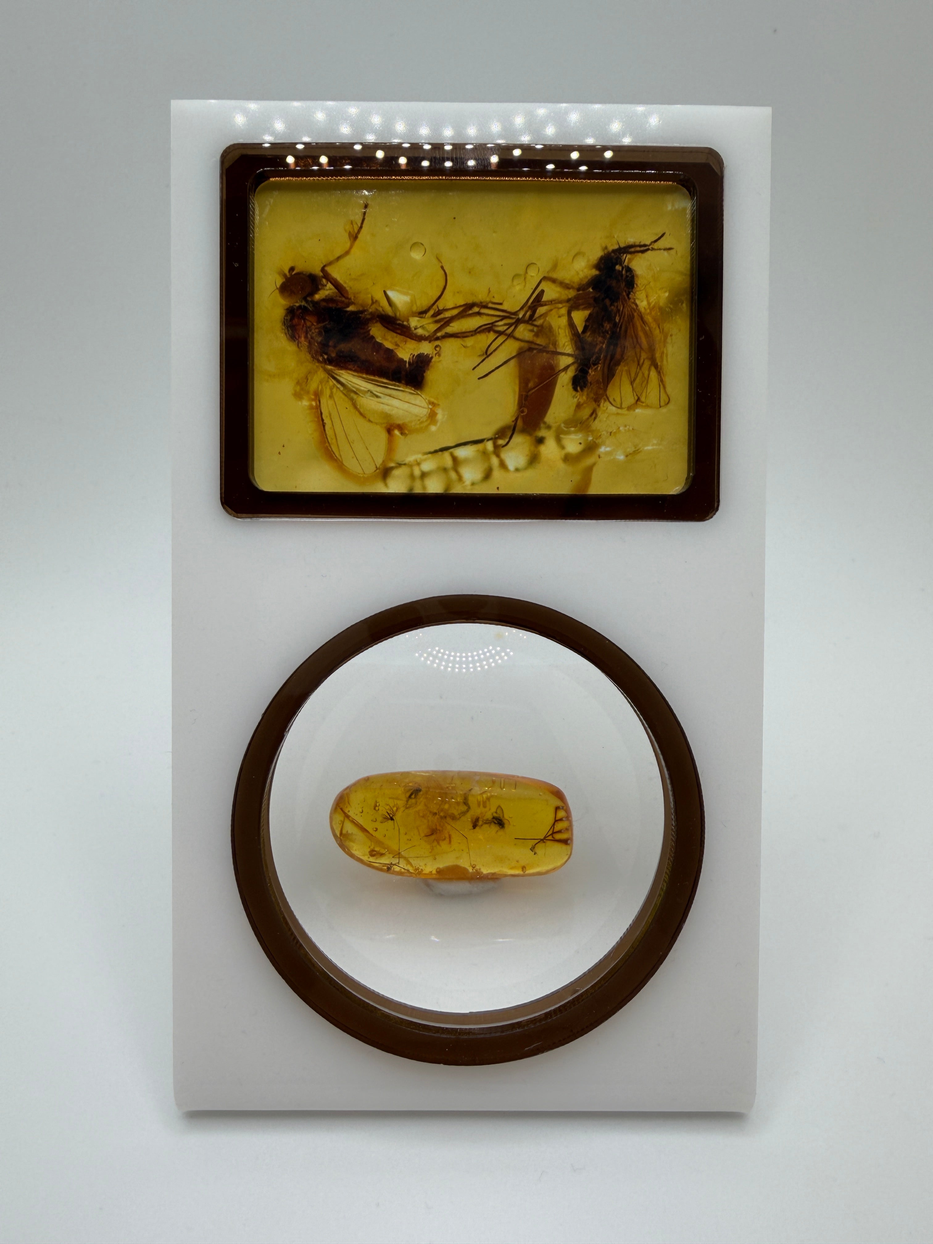 Extremely Rare Genuine Baltic Amber Multiple Fly Inclusion – Museum Quality Fossil Specimen with Natural Air Bubbles