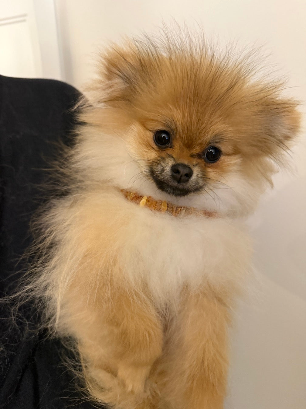 Genuine Baltic Amber Natural Unpolished Dog Collar Necklace