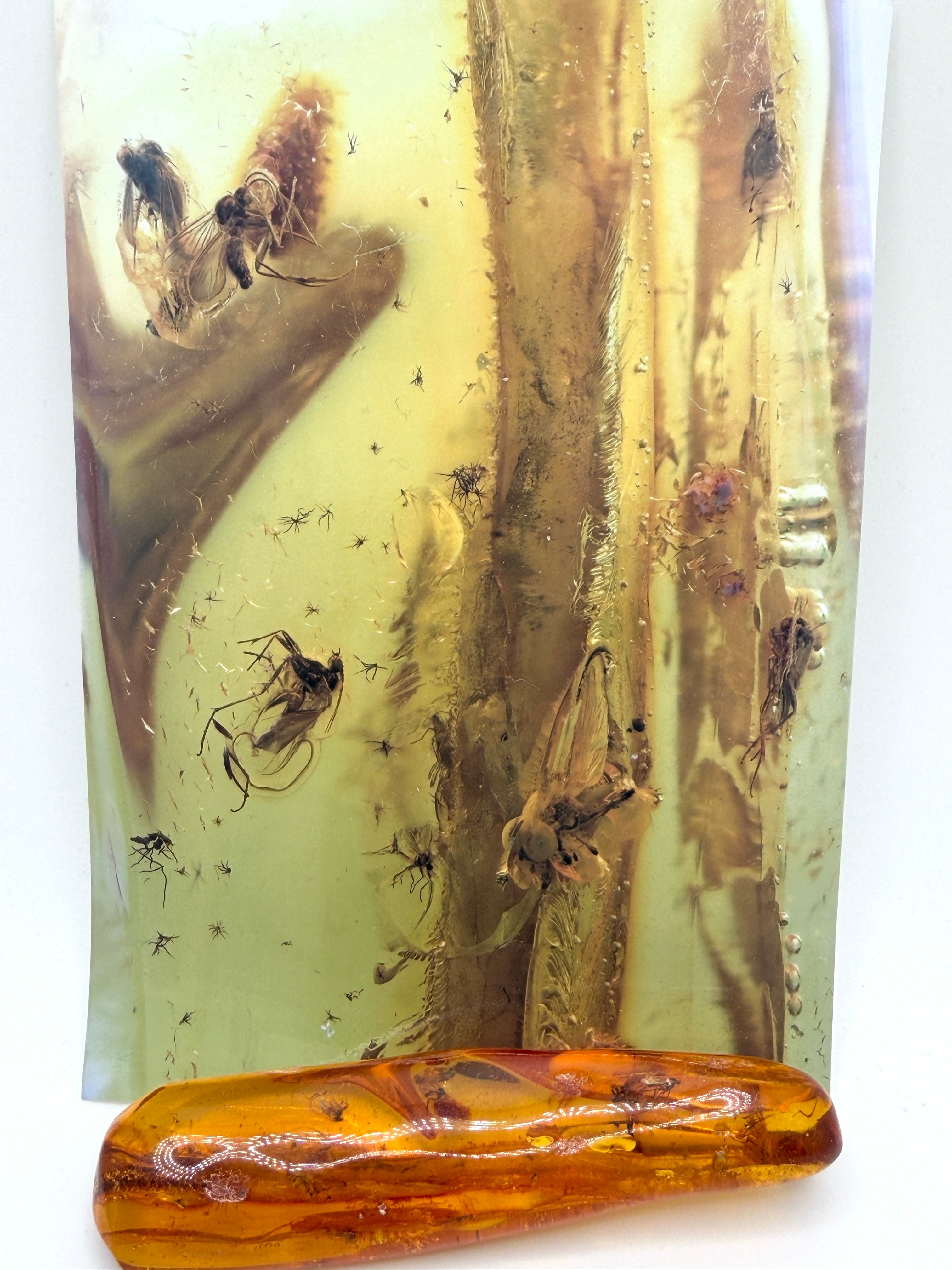 Massive Baltic Amber Inclusion Stone – Multiple Fossil Flies with Ancient Branch – Museum Grade Collector Piece