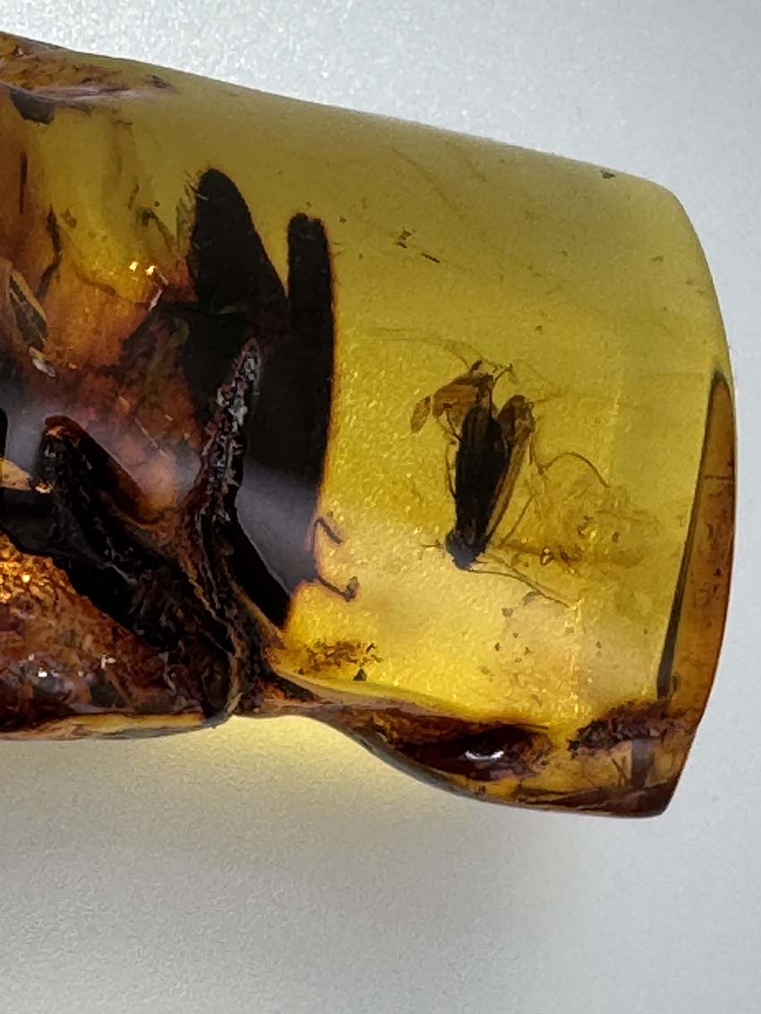 Museum-Quality Genuine Baltic Amber with Large Fly Inclusion - Millions of Years Preserved in Time