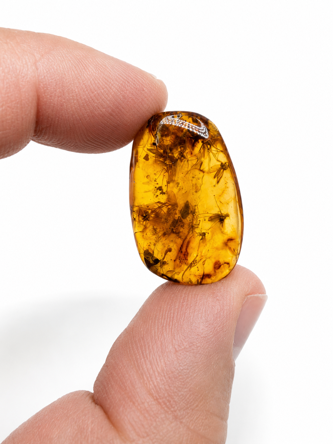 Museum Quality Genuine Baltic Amber Multi Inclusion Specimen – Rare Diptera Fungus Gnat Fossil Cluster