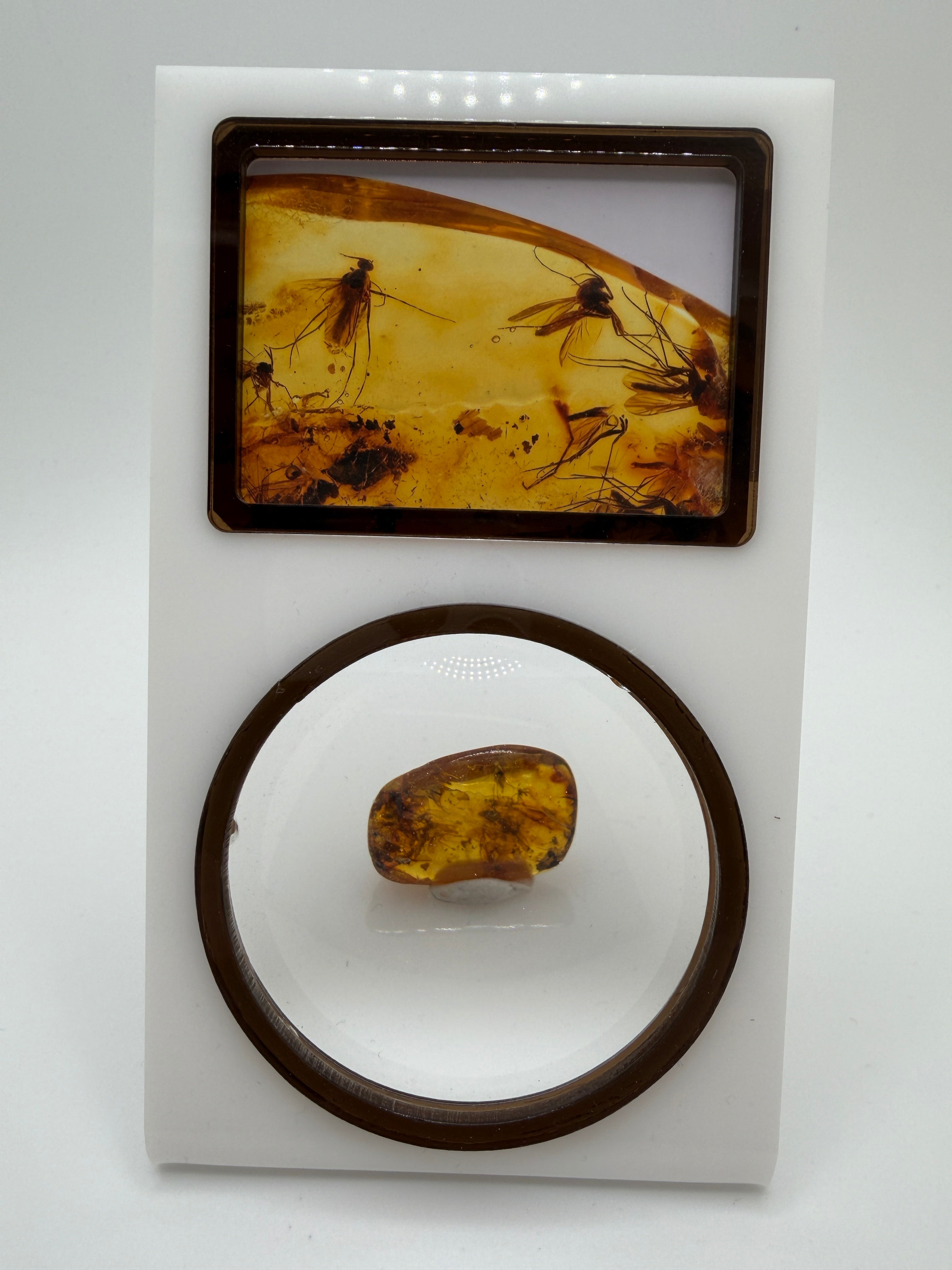 Museum Quality Genuine Baltic Amber Multi Inclusion Specimen – Rare Diptera Fungus Gnat Fossil Cluster