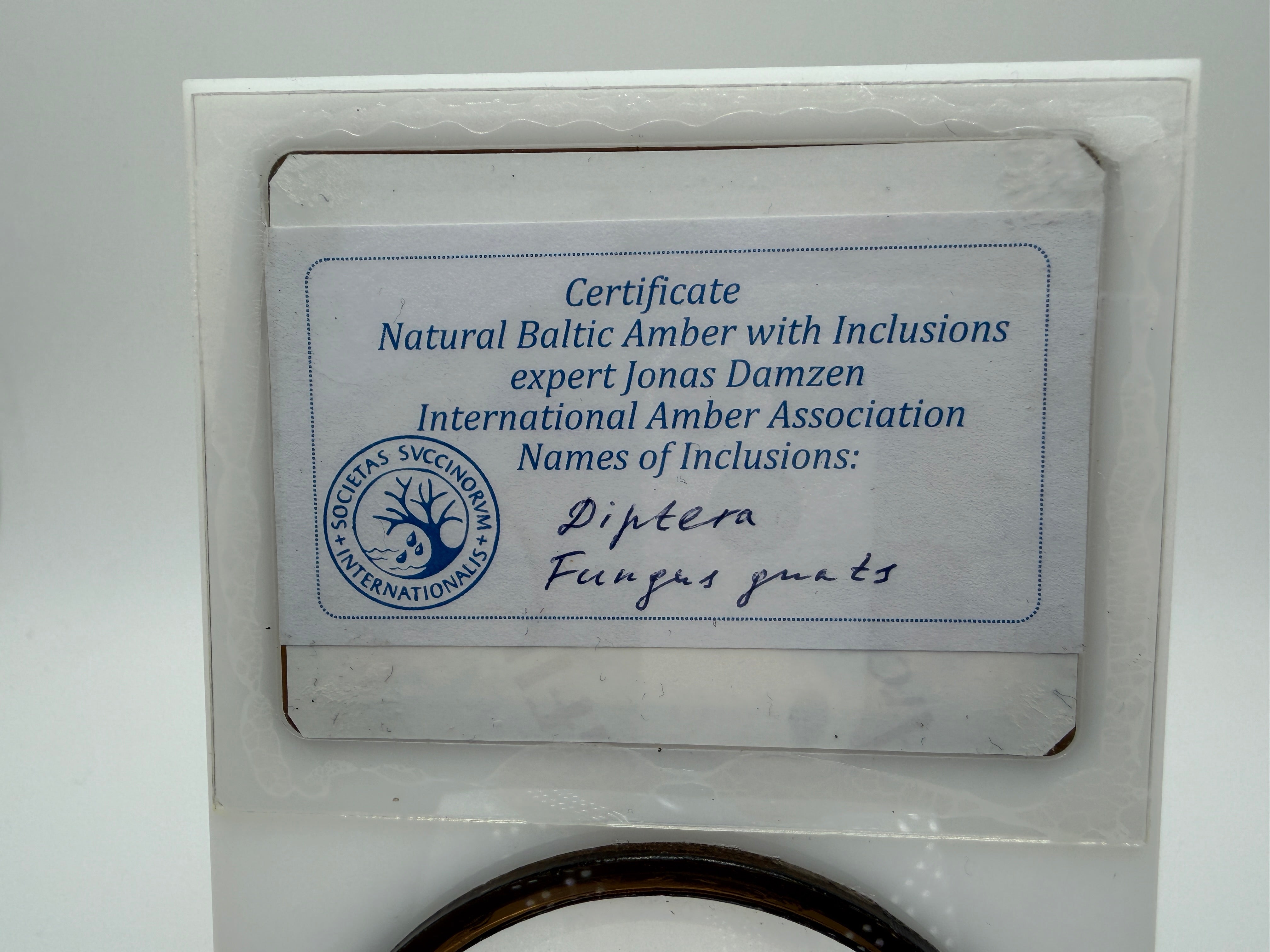 Museum Quality Genuine Baltic Amber Multi Inclusion Specimen – Rare Diptera Fungus Gnat Fossil Cluster