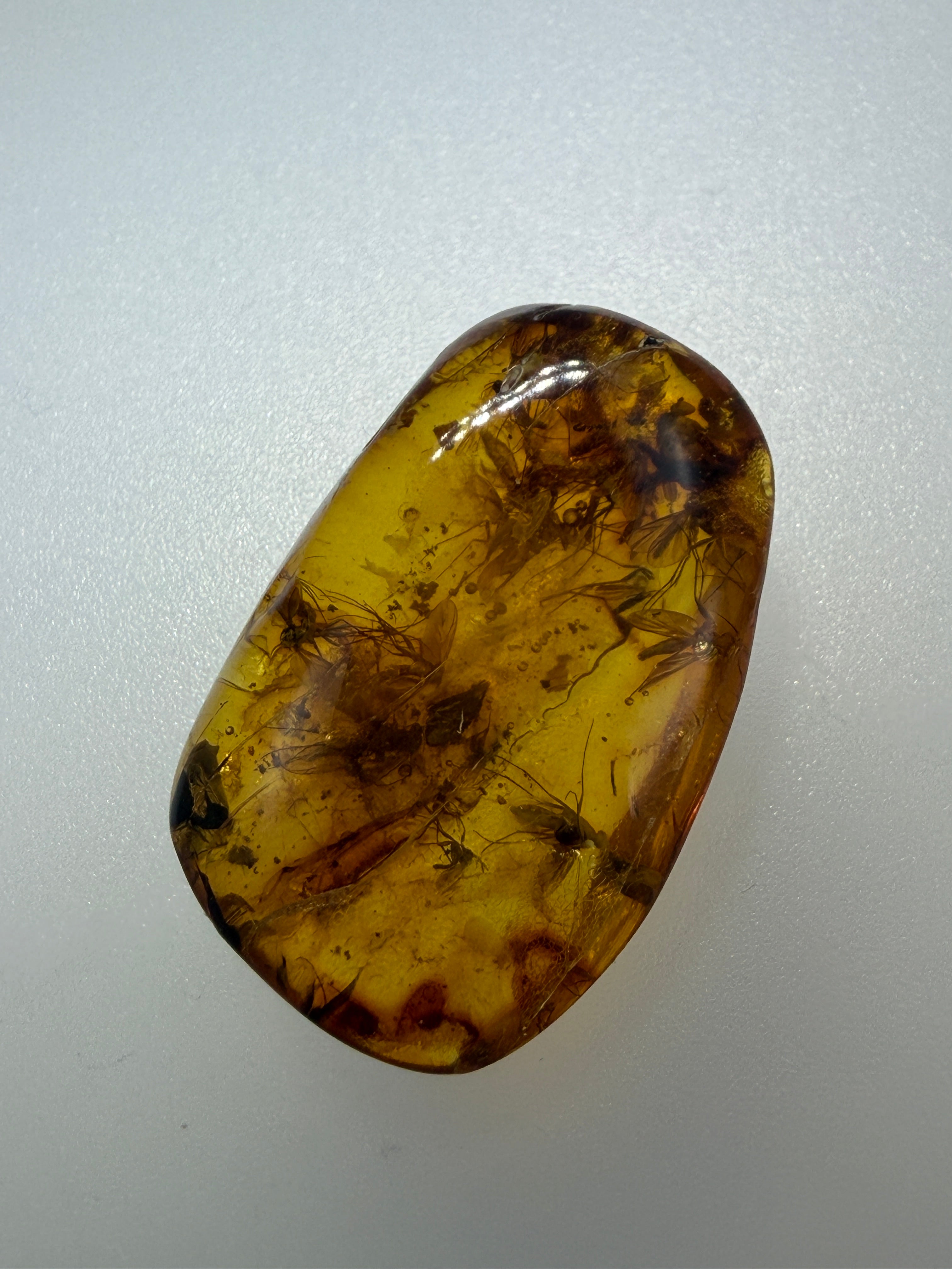 Museum Quality Genuine Baltic Amber Multi Inclusion Specimen – Rare Diptera Fungus Gnat Fossil Cluster