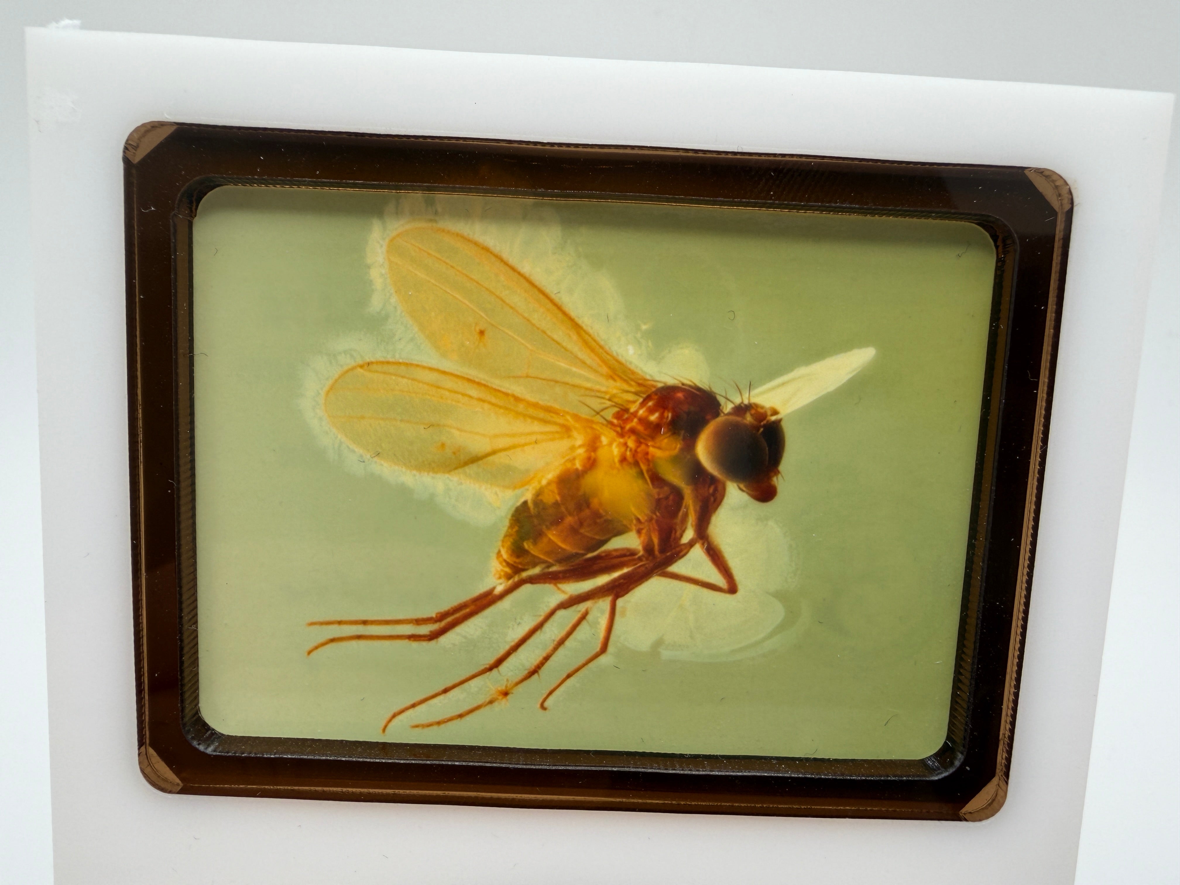 Rare Genuine Baltic Amber Long-Legged Fly Inclusion