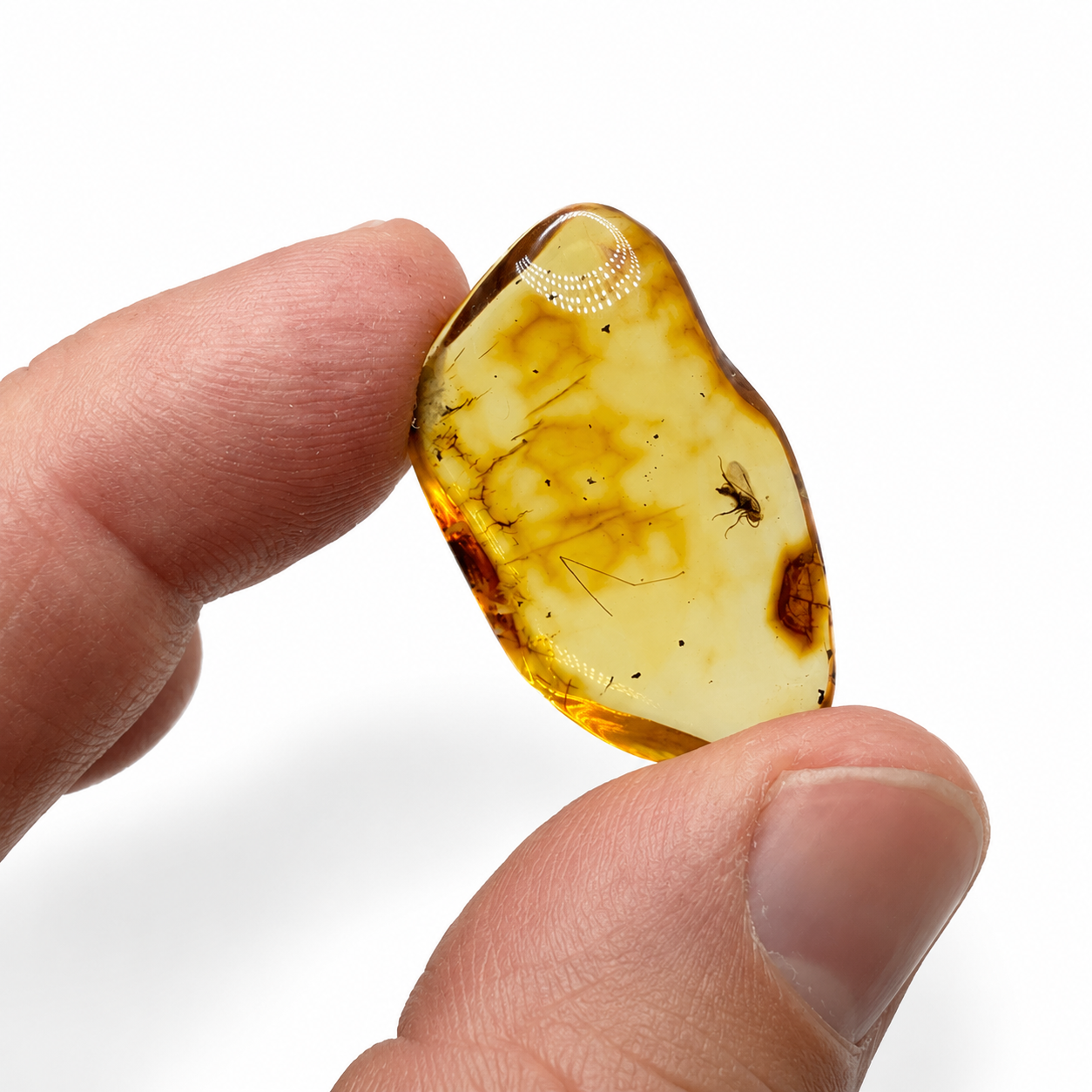 Rare Genuine Baltic Amber Wasp Inclusion – Museum Quality Natural Insect Fossil Specimen