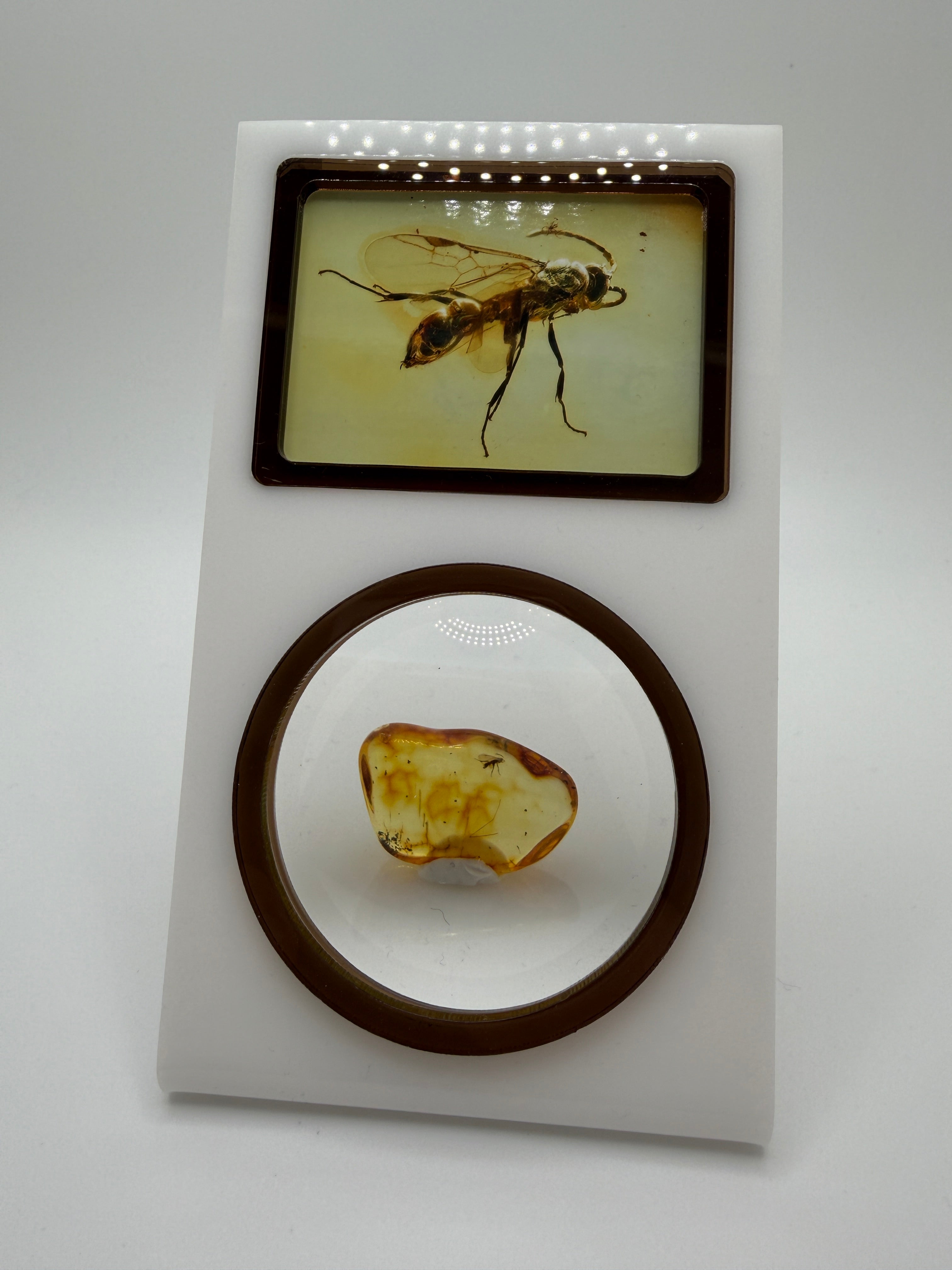 Rare Genuine Baltic Amber Wasp Inclusion – Museum Quality Natural Insect Fossil Specimen