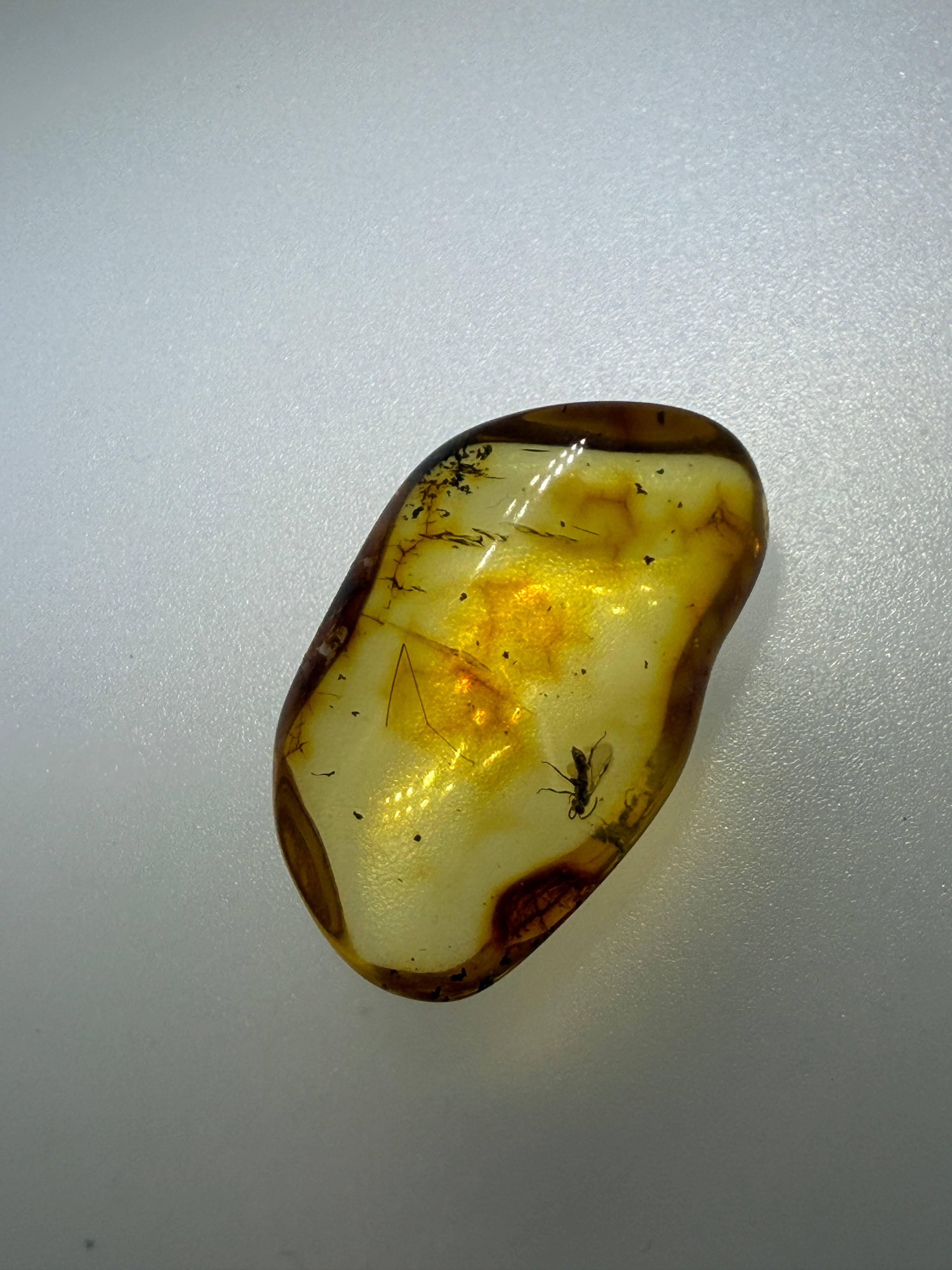 Rare Genuine Baltic Amber Wasp Inclusion – Museum Quality Natural Insect Fossil Specimen