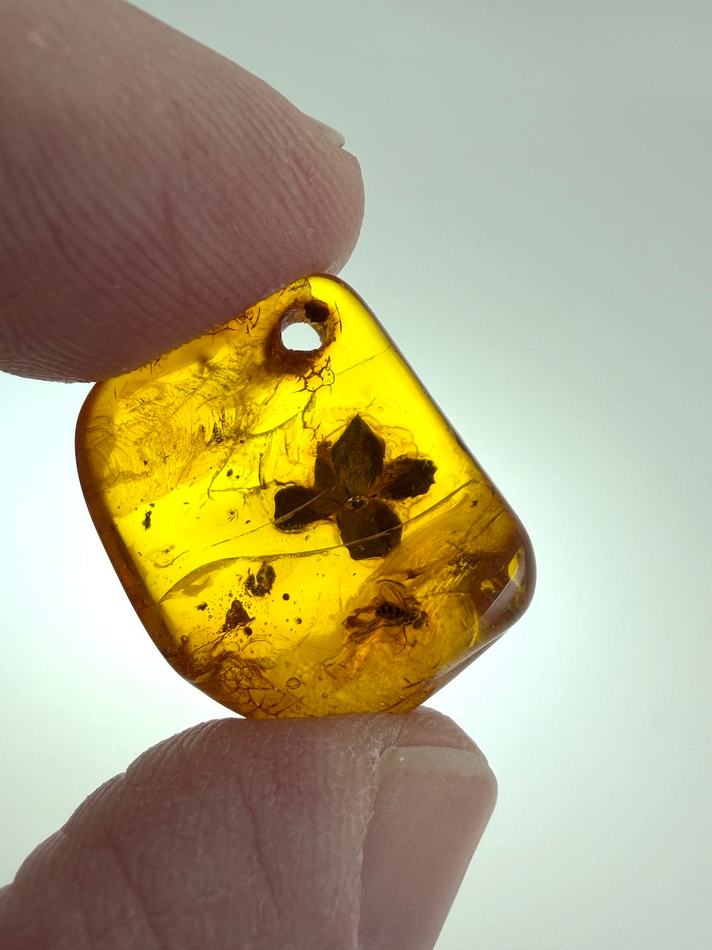 Ultra Rare Baltic Amber Flower Inclusion – Fully Preserved Fossil Flower – Honey Amber Botanical Specimen – Museum Quality Collector Stone