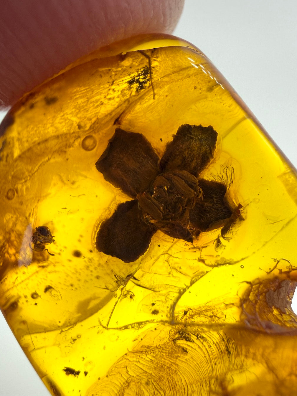Ultra Rare Baltic Amber Flower Inclusion – Fully Preserved Fossil Flower – Honey Amber Botanical Specimen – Museum Quality Collector Stone