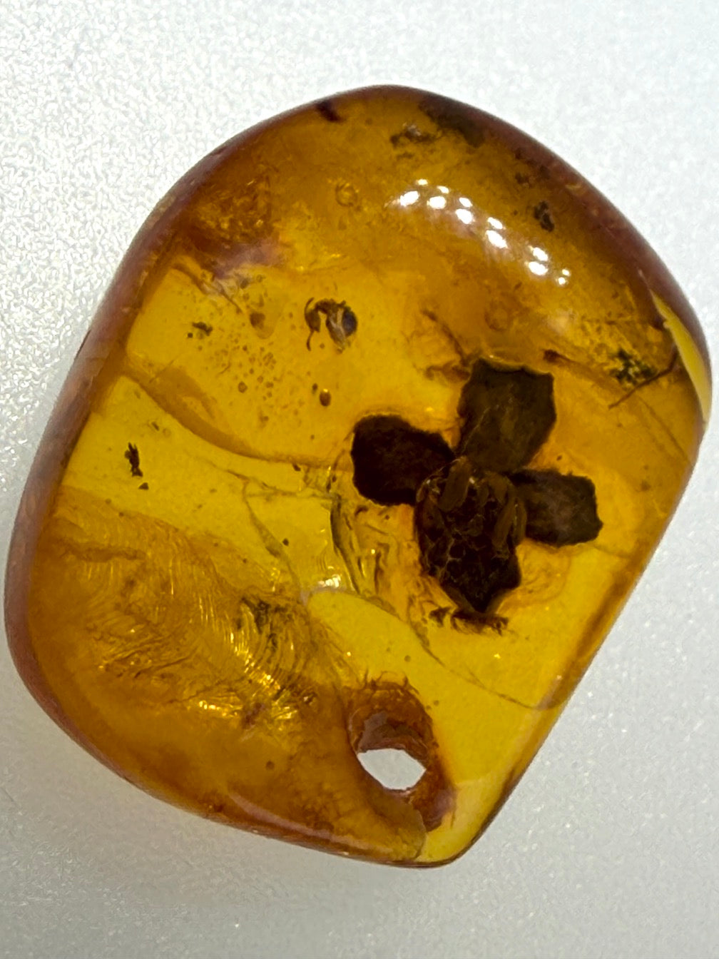 Ultra Rare Baltic Amber Flower Inclusion – Fully Preserved Fossil Flower – Honey Amber Botanical Specimen – Museum Quality Collector Stone