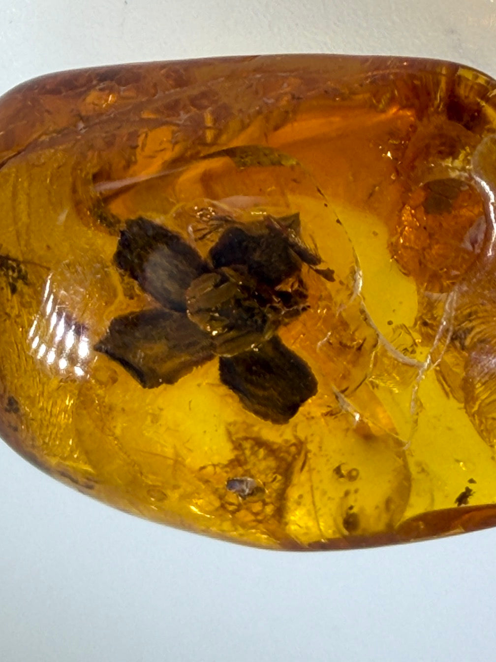 Ultra Rare Baltic Amber Flower Inclusion – Fully Preserved Fossil Flower – Honey Amber Botanical Specimen – Museum Quality Collector Stone