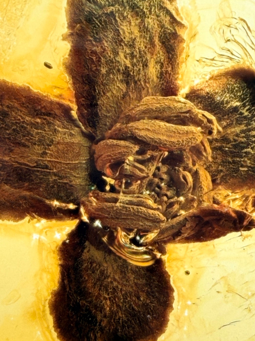Ultra Rare Baltic Amber Flower Inclusion – Fully Preserved Fossil Flower – Honey Amber Botanical Specimen – Museum Quality Collector Stone