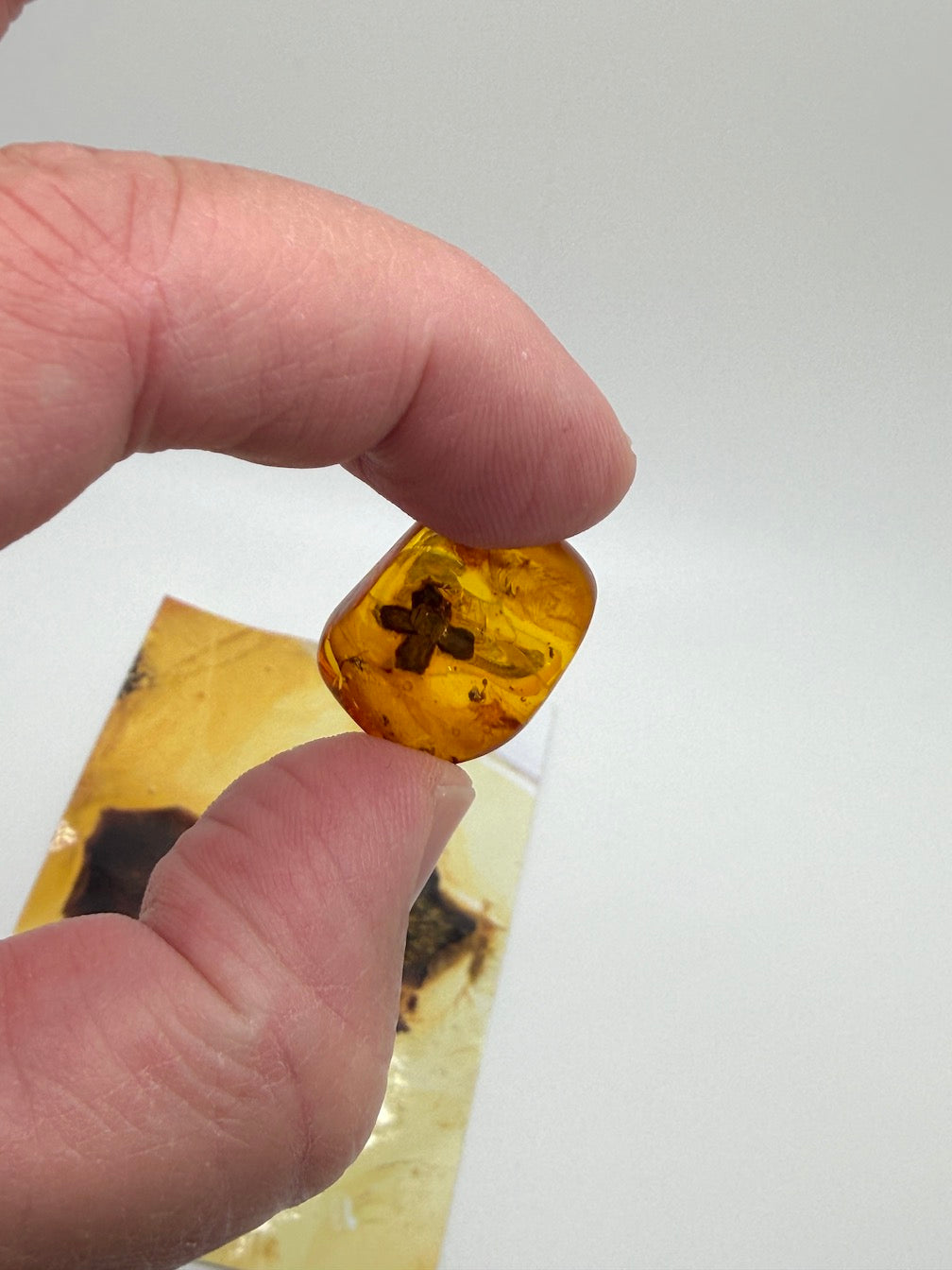 Ultra Rare Baltic Amber Flower Inclusion – Fully Preserved Fossil Flower – Honey Amber Botanical Specimen – Museum Quality Collector Stone