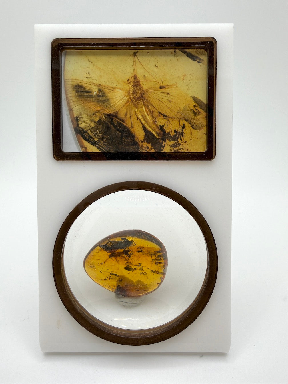 Ultra Rare Baltic Amber Insect Inclusion – Large Sphaeroptera Mayfly – Museum Quality Specimen on Collector Display with Certificate