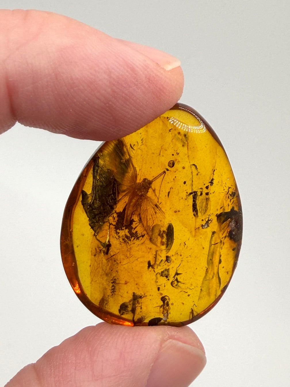 Ultra Rare Baltic Amber Insect Inclusion – Large Sphaeroptera Mayfly – Museum Quality Specimen on Collector Display with Certificate