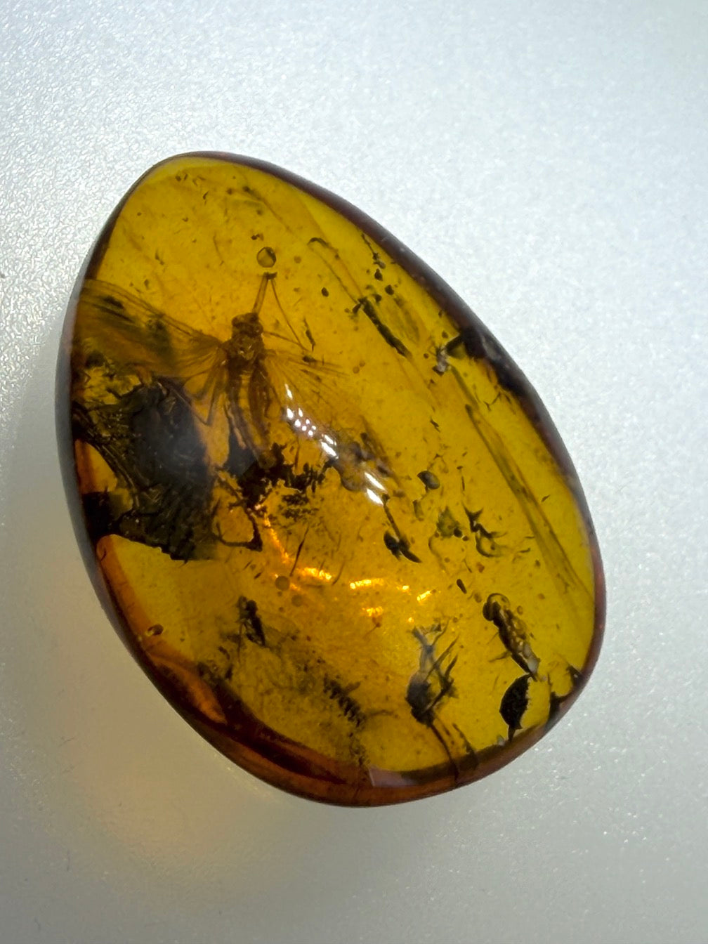 Ultra Rare Baltic Amber Insect Inclusion – Large Sphaeroptera Mayfly – Museum Quality Specimen on Collector Display with Certificate