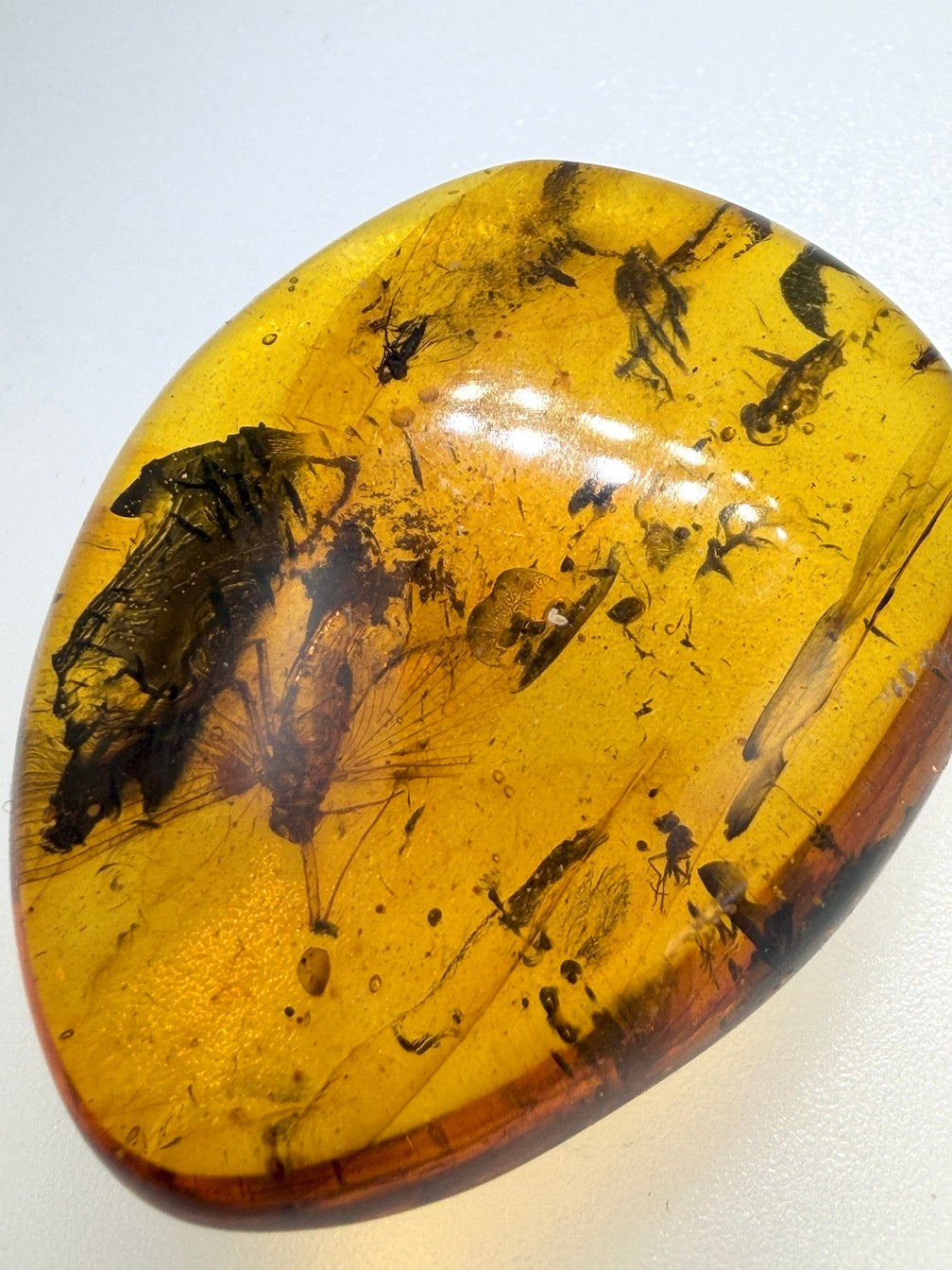 Ultra Rare Baltic Amber Insect Inclusion – Large Sphaeroptera Mayfly – Museum Quality Specimen on Collector Display with Certificate