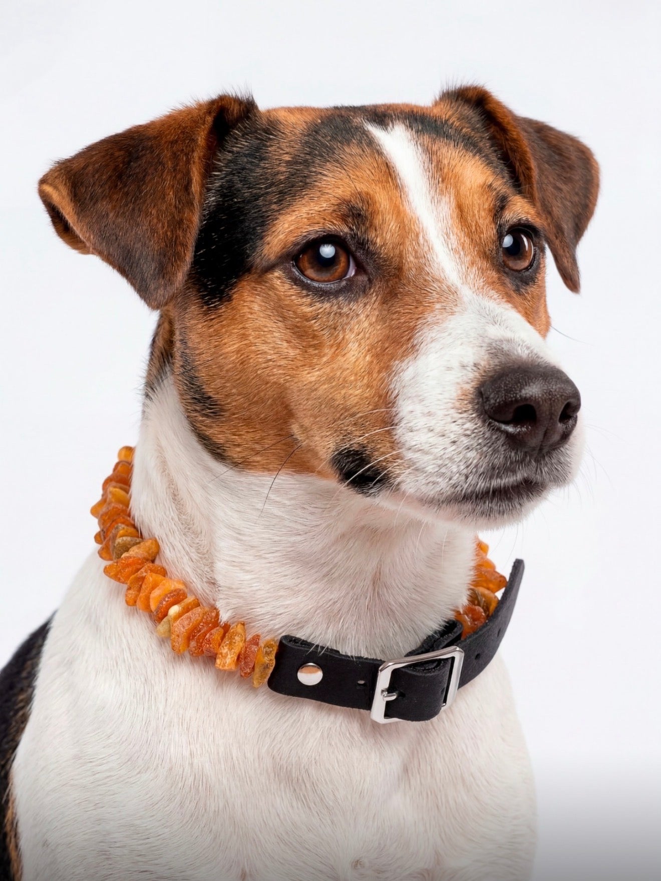 Genuine Baltic Amber Natural Unpolished Dog Collar Necklace