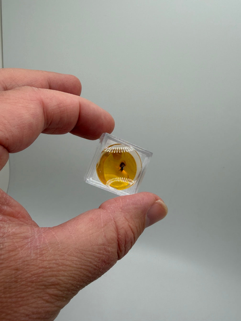 Amber Fossil Insect Inclusion | Baltic Amber Specimen | Collector Display Box with Magnifier | Rare Gift | Museum Quality