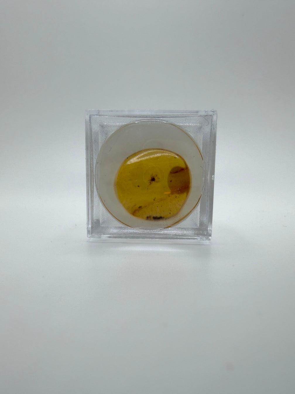 Amber Fossil Insect Inclusion | Baltic Amber Specimen | Collector Display Box with Magnifier | Rare Gift | Museum Quality