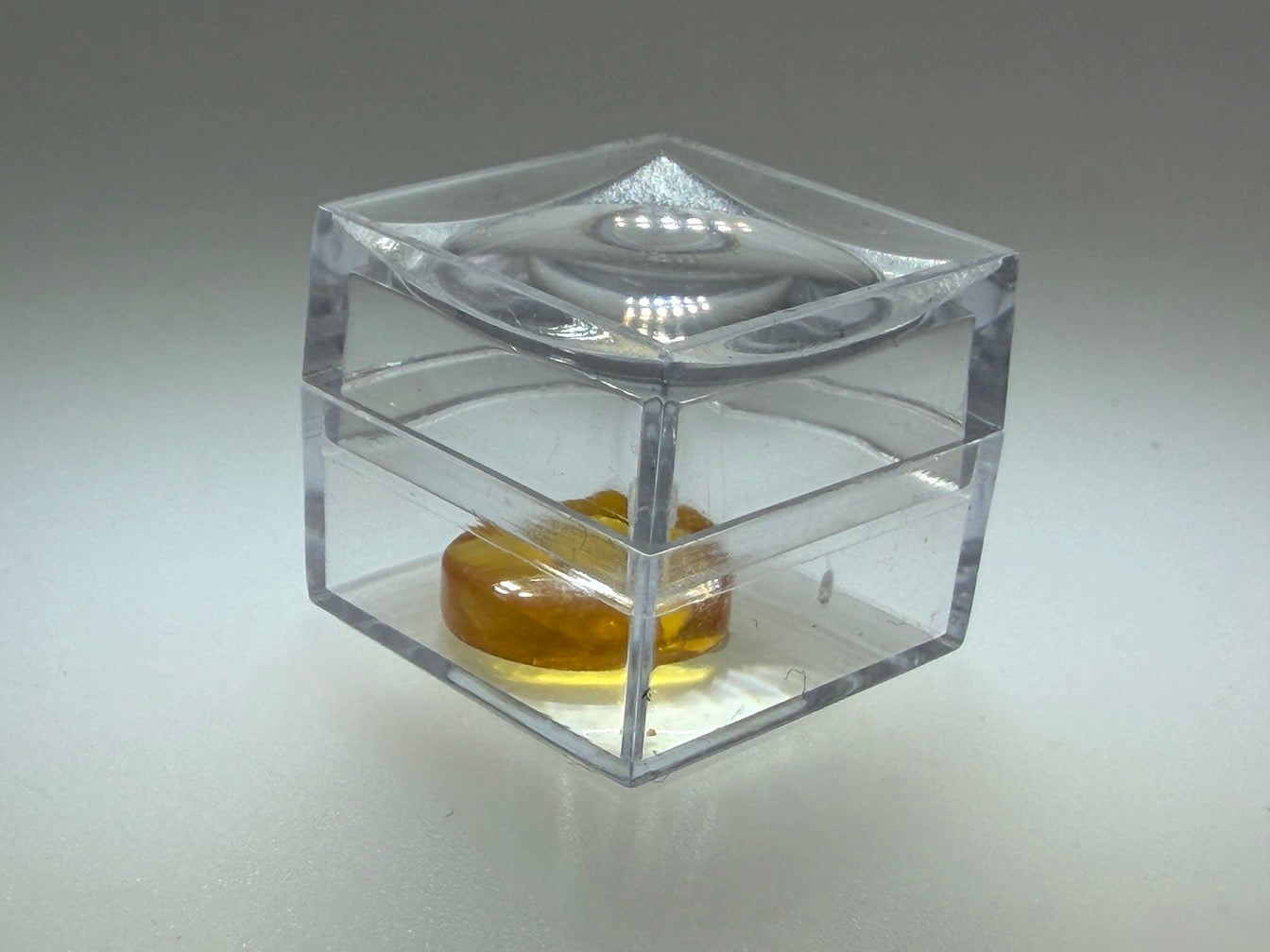 Amber Fossil Insect Inclusion | Baltic Amber Specimen | Collector Display Box with Magnifier | Rare Gift | Museum Quality