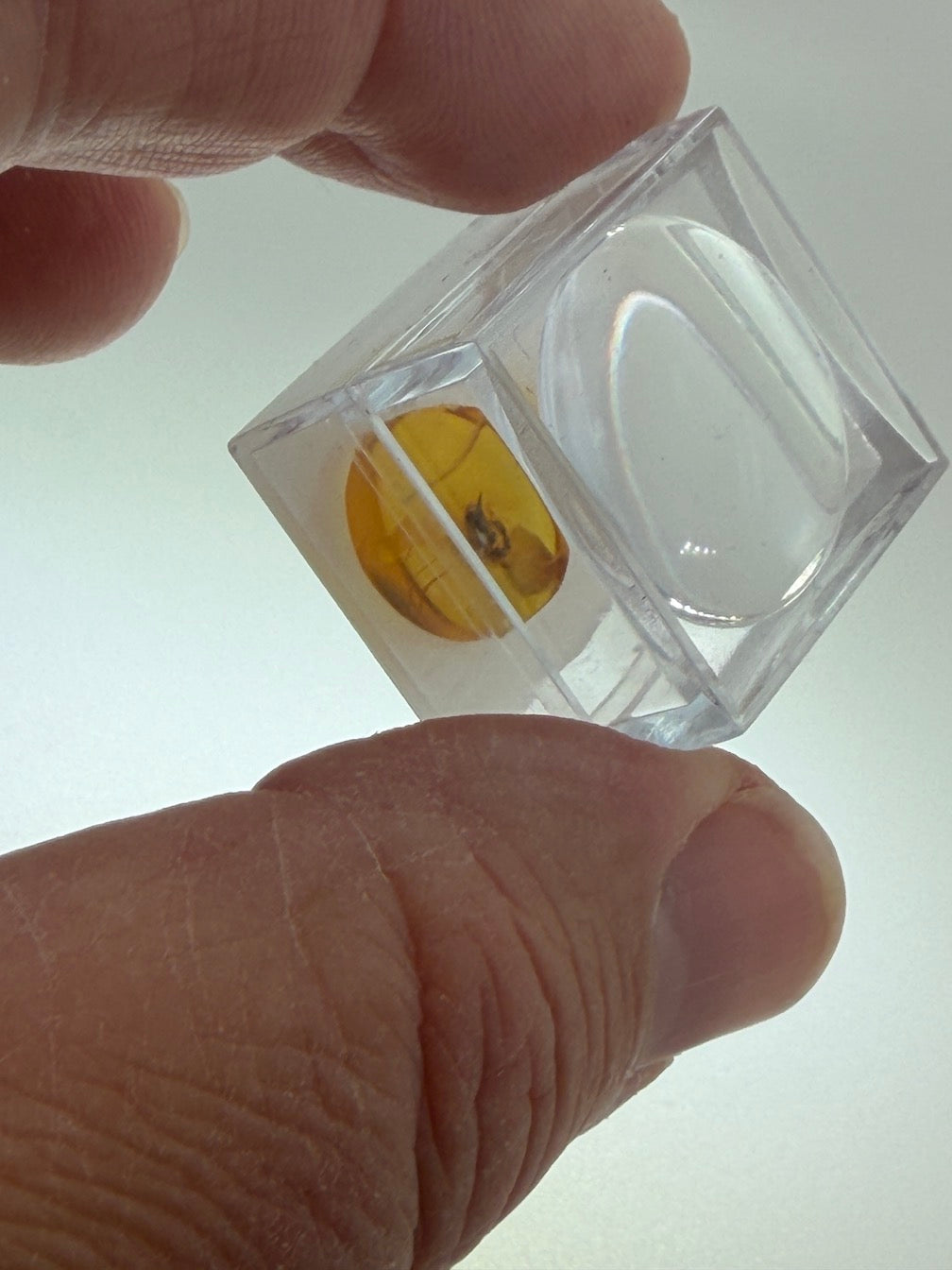 Amber Fossil Insect Inclusion | Baltic Amber Specimen | Collector Display Box with Magnifier | Rare Gift | Museum Quality